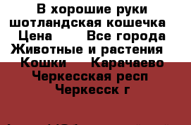 В хорошие руки шотландская кошечка › Цена ­ 7 - Все города Животные и растения » Кошки   . Карачаево-Черкесская респ.,Черкесск г.